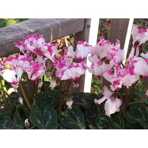 Lot cyclamen victoria Lot cyclamen victoria