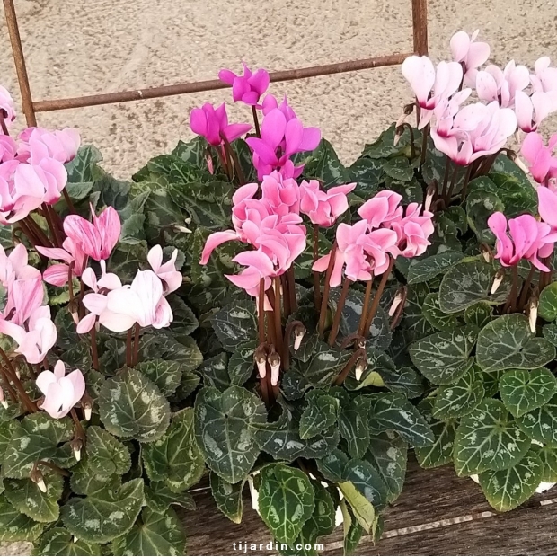 cyclamen minis 'couleurs pastel' par lot de 15 cyclamen minis 'couleurs pastel' par lot de 15