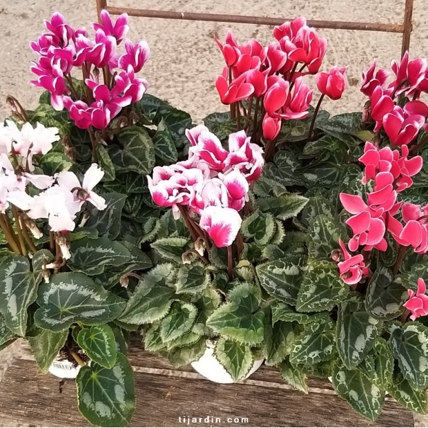 cyclamen minis 'Fantaisie' par lot de 6 cyclamen minis 'Fantaisie' par lot de 6