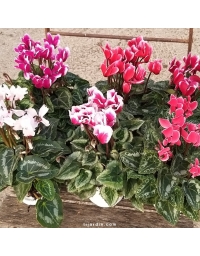 Lot de 6 cyclamens mini 'FANTASIA'