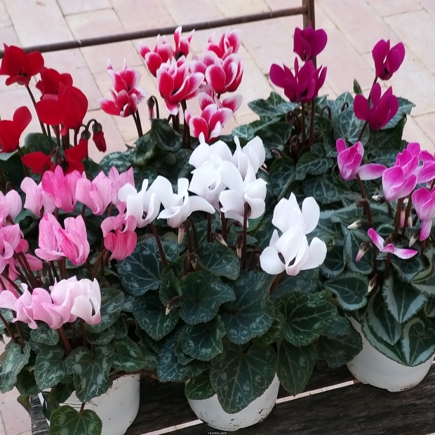 cyclamen mini 'mélange varié' par lot de 6 cyclamen mini 'mélange varié' par lot de 6