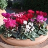 cyclamen mini 'mélange varié' par lot de 15