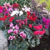 cyclamen mini 'mélange varié' par lot de 15