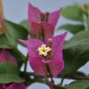 Bougainvillea 'Sanderiana Elisabeth'