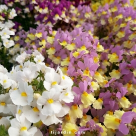 Lot de 6 Nemesia fruticans