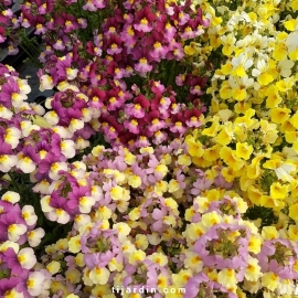 Lot de 6 Nemesia fruticans