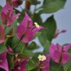 Bougainvillea 'Sanderiana Elisabeth'