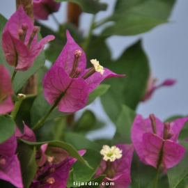 Bougainvillea 'Sanderiana Elisabeth'