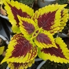 Coleus 'Golden Dreams' - Solenostemon