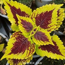 Coleus 'Golden Dreams' - Solenostemon