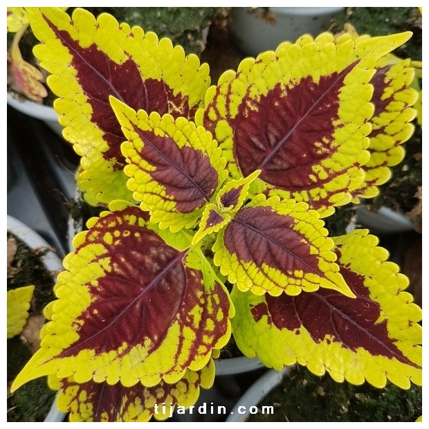 Coleus 'Golden Dreams' - Solenostemon Coleus 'Golden Dreams' - Solenostemon
