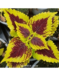 Coleus 'Golden Dreams' - Solenostemon