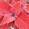 Coleus 'Rediculous' - Solenostemon