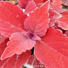 Coleus 'Rediculous' - Solenostemon