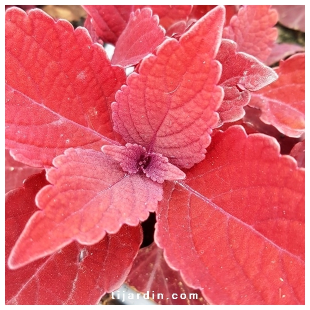 Coleus 'Rediculous' - Solenostemon Coleus 'Rediculous' - Solenostemon