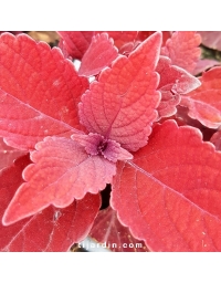 Coleus 'Rediculous' - Solenostemon