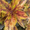 Coleus 'Purple Haze'-Solenostemon