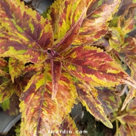Coleus 'Purple Haze'-Solenostemon
