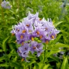 Solanum crispum 'Glasnevin'