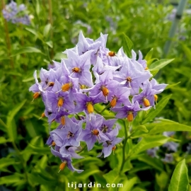 Solanum crispum 'Glasnevin'