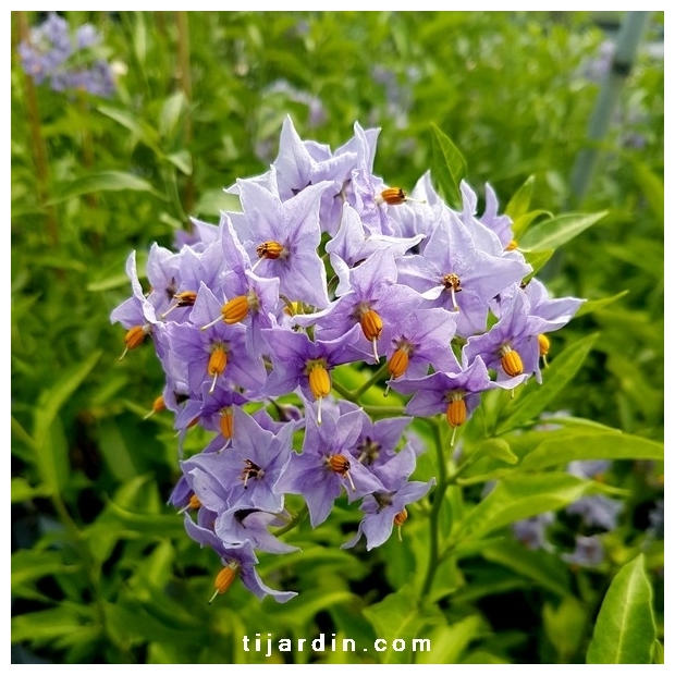 Solanum crispum 'Glasnevin'