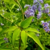 Solanum crispum 'Glasnevin'