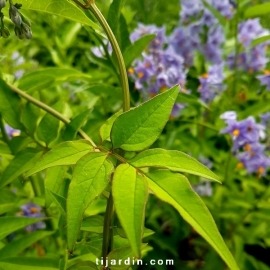 Solanum crispum 'Glasnevin'