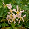 Trachelospermum asiaticum 'Pink Showers'