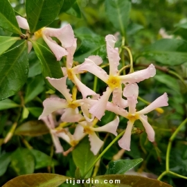 Trachelospermum asiaticum 'Pink Showers'