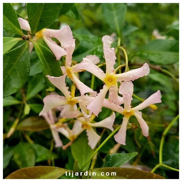 Trachelospermum asiaticum 'Pink Showers' Trachelospermum asiaticum 'Pink Showers'