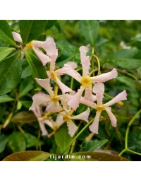 Trachelospermum asiaticum 'Pink Showers' - Jasmin étoilé à fleurs roses