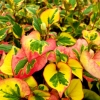 Houttuynia cordata 'Chameleon'