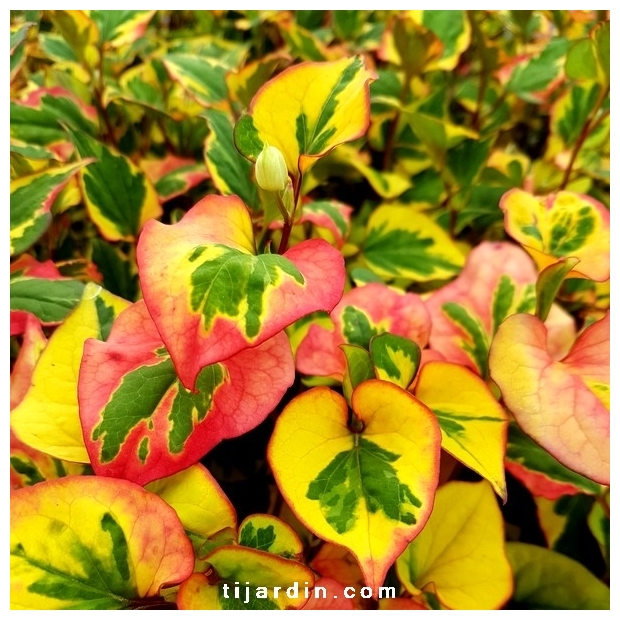 Houttuynia cordata 'Chameleon'