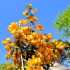 Bougainvillea 'Barbara Ambrea'