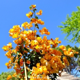 Bougainvillea 'Barbara Ambrea'