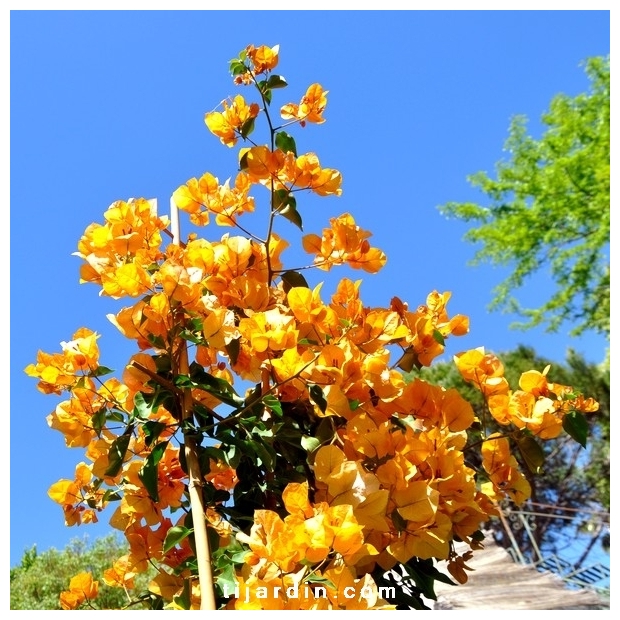 Bougainvillea 'Barbara Ambrea'