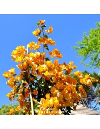 Bougainvillea 'Barbara Ambrea'