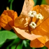 Bougainvillea 'Barbara Ambrea'