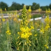 Bulbinella frutescens 'Hallmark' - Bulbine jaune