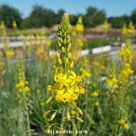 Bulbinella frutescens 'Hallmark' - Bulbine jaune