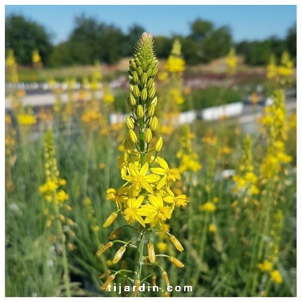 Bulbinella frutescens Hallmark - Bulbine jaune à longue floraison