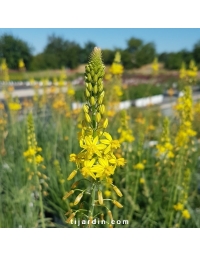 Bulbinella frutescens - Bulbine