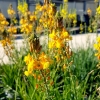 Bulbinella frutescens 'Hallmark' - Bulbine jaune