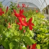 Ruellia 'Elegans'