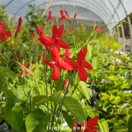 Ruellia 'Elegans'