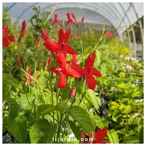 Ruellia 'Elegans'