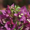 Bougainvillea 'Sanderiana Sophie'