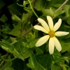 Senecio-Seneçon-lierre