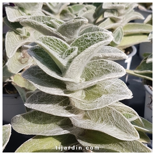 Tradescantia 'sillamontana' Tradescantia 'sillamontana'