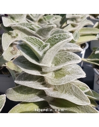 Tradescantia 'sillamontana'